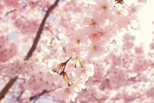 Pollenwerende horren op maat: genieten van het voorjaar zonder pollen